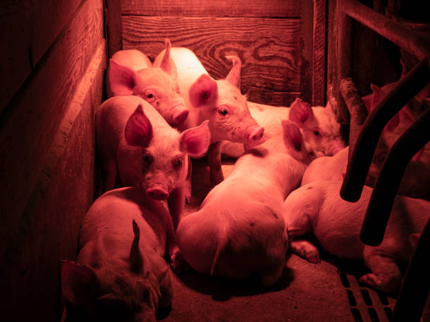 Momma Pig with little pigs