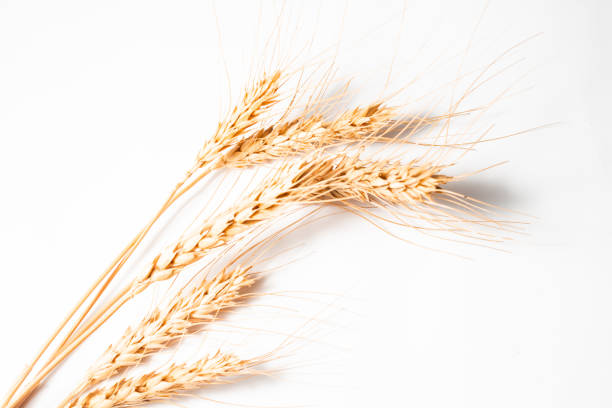 istock spikelet of dry wheat on a white background 1197292262
