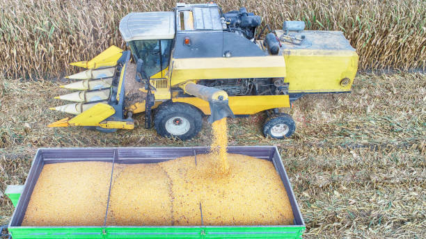 Aerial view of corn field during harvest