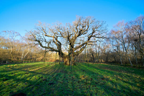istock The Major Oak in Sherwood Forest 1197292544