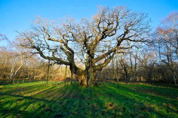 Photo of View of the Major Oak tree on a bright winter day