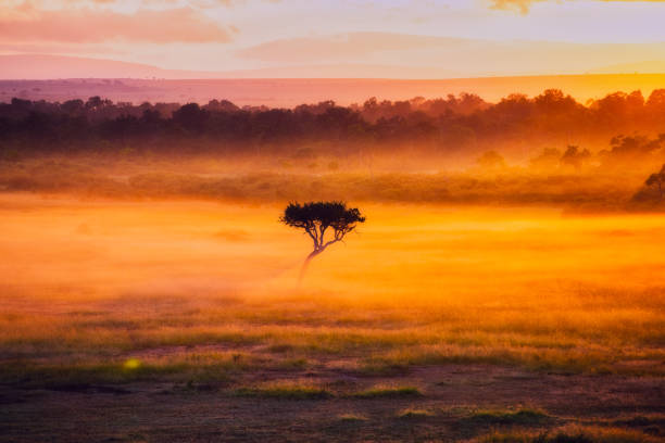 istock Sunset over the savannah 1197292578