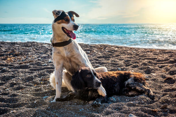 istock two dogs resting on the beach 1197292652