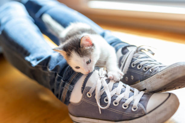 7,700+ Cat Shoes Stock Photos, Pictures & Royalty-Free Images - iStock |  Dog shoes, Caterpillar, Cat toy