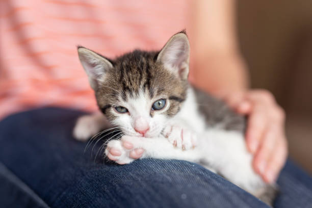 istock Woman holding kitten in lap 1197292707