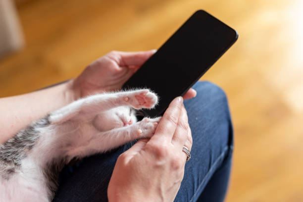 istock Woman using a smartphone and playing with kitten 1197293228