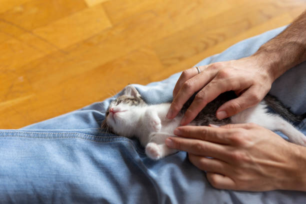 istock Woman cuddling a kitten 1197293284
