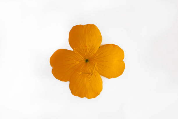 istock yellow orange flower with four petals isolated on white background 1197294869