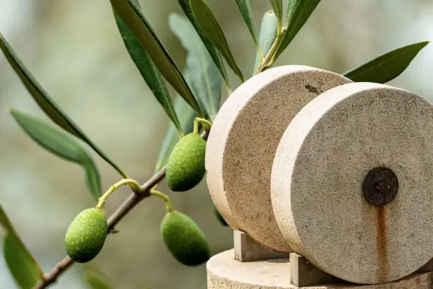 Photo of Old millstones for the olive oil - Green olives on the background