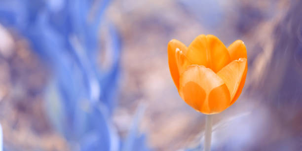 istock Yellow-orange tulip on toned abstract blue background. Beautiful delicate spring border. Selective focus. 1197296133