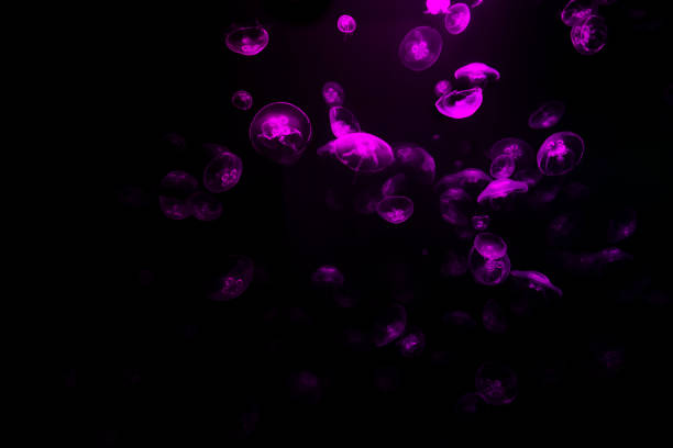 Vibrant pink jellyfish on black background.
