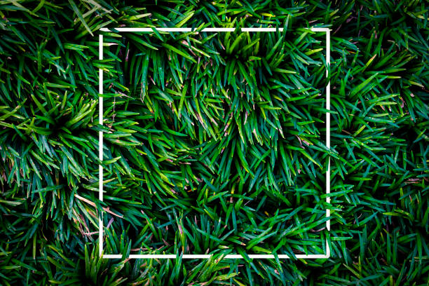 istock Rectangle layout with textured of green grass. 1197297144