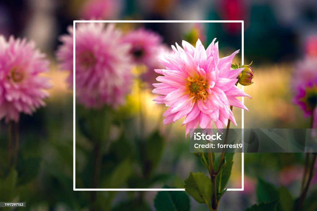 Rectangular Layout Nature Image Rectangle Layout With Pink Flower Stock Photo - Download Image Now ...