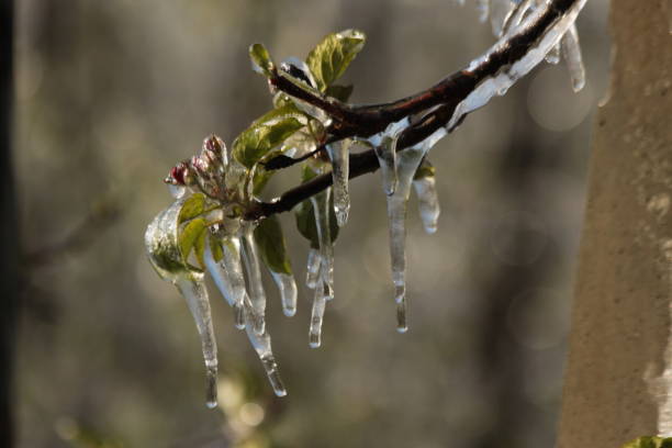 istock With an ice layer prevent the fruit blossom from freezing. 1197297167