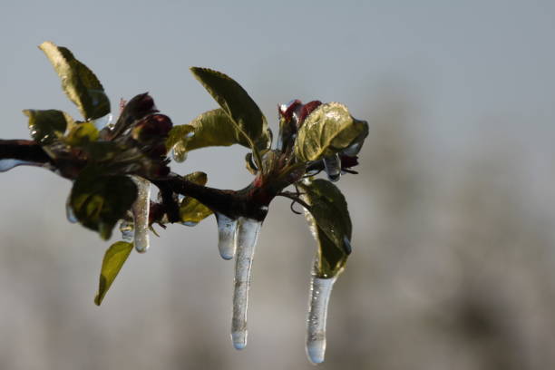 istock With an ice layer prevent the fruit blossom from freezing. 1197297183