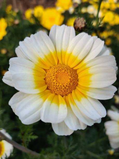 istock Oxeye Daisy flower 1197299235