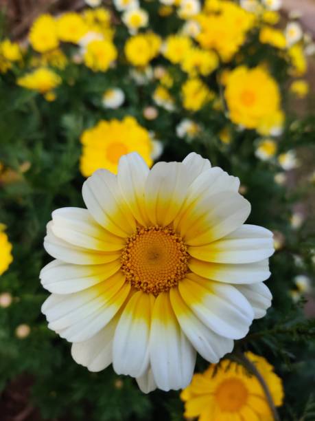 istock Oxeye Daisy flower 1197299240