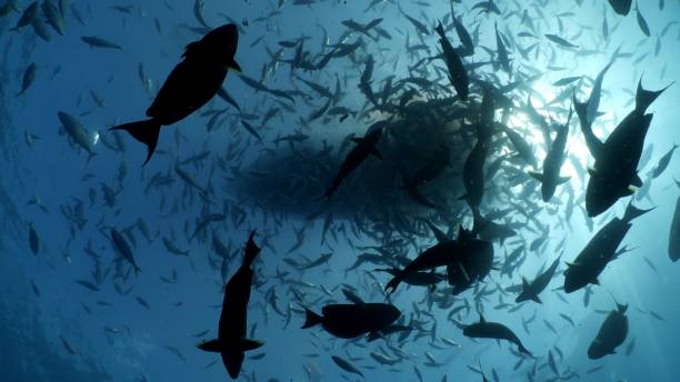 istock Surgeonfish schooling under sea surface in Maldives 1197299621