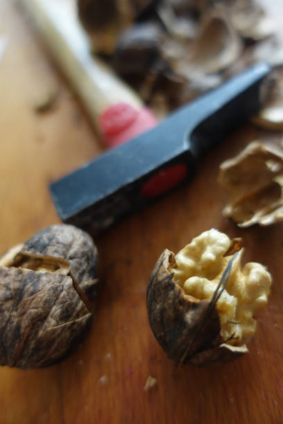 smart walnut protected from the nutcracker