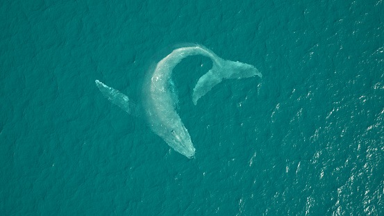 Humpback Whale Aerial View Ocean Swimming 3d illustration 3d render