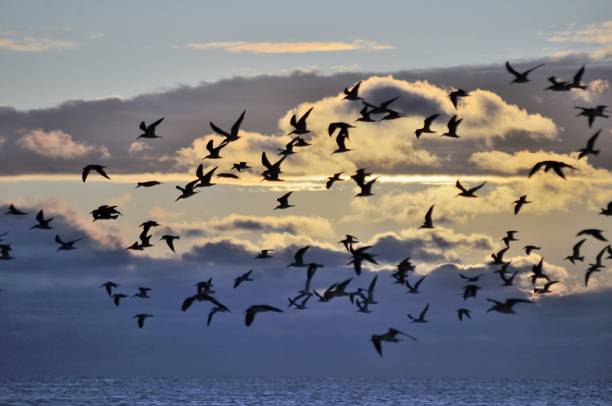 istock Flock of skimmers and cloudy sky. 1197301124