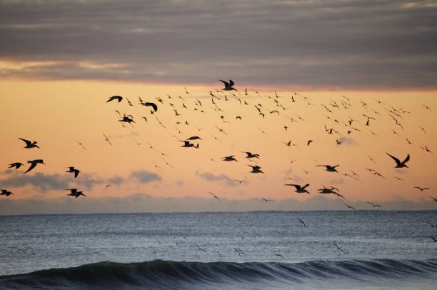 istock Flock of Black Skimmers over the ocean 1197301152