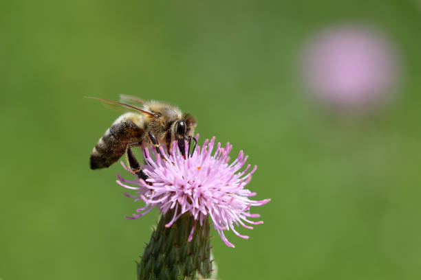 istock Honeybee on pink blossom 1197301167