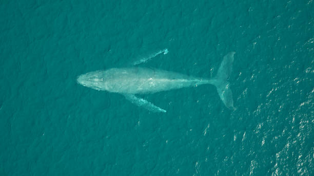 istock Humpback Whale Aerial View Ocean Swimming 1197302586