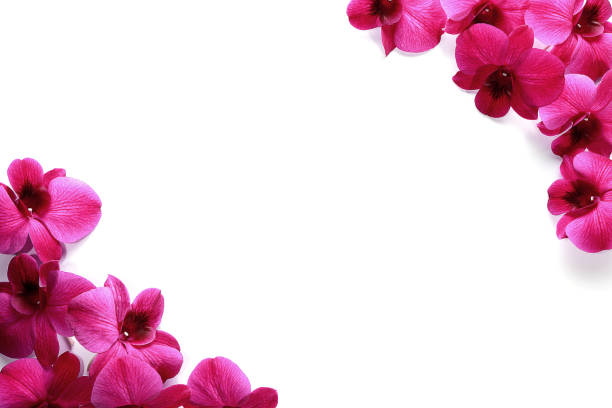 Fresh orchid border with pink orchids on white background.