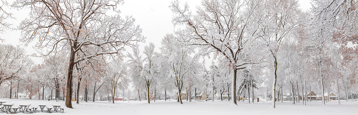 Beautiful trees covered with snow and benches in winter park
