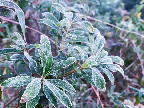 istock Winter frost on evergreen leaves 1197304273