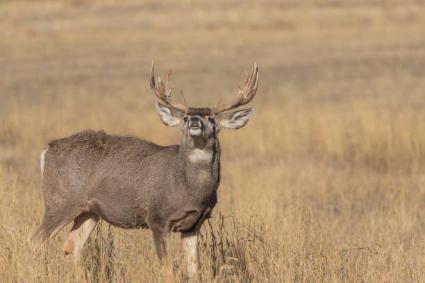 istock Mule Deer Buck in Autumn 1197305476