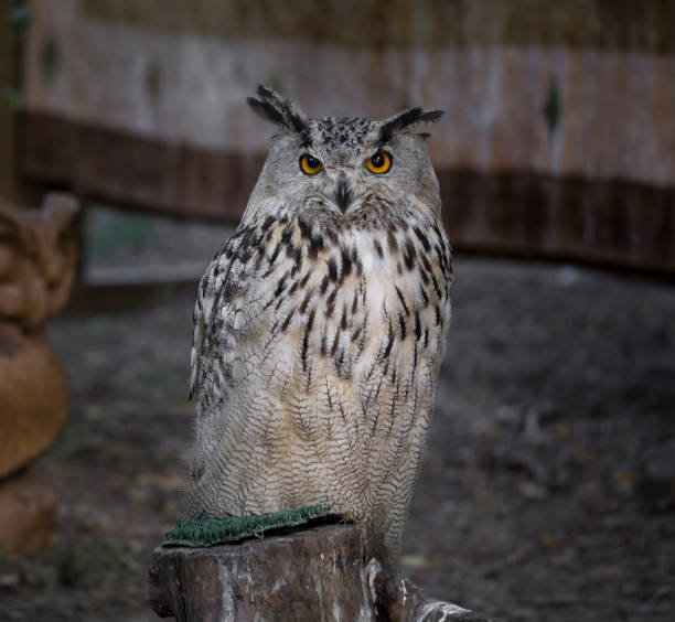 Bubo bubo (Bufo-real) domestic hunting bird, resting at the campfire, during a medieval event 