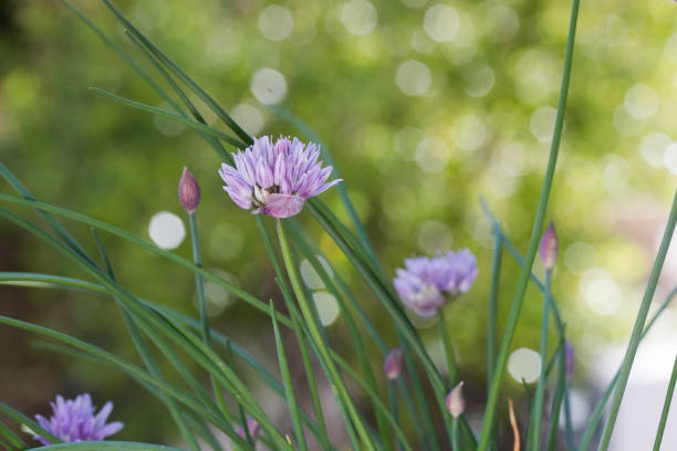 planta de cebolinha (allium schoenoprasum) em flor de perto. - chive allium flower cultivated herb - fotografias e filmes do acervo