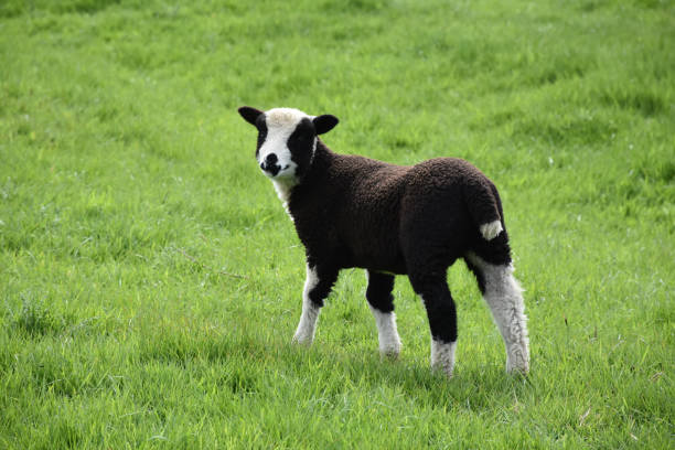 istock Adorable Black and White Lamb in a Grass Field 1197306765
