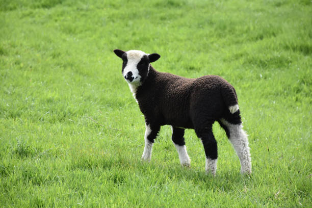 istock Adorable Black and White Lamb in a Grass Field 1197306780