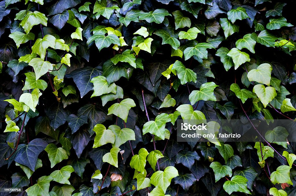 Common ivy  Close-up Stock Photo