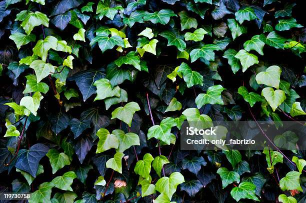 Common Ivy Stock Photo - Download Image Now - Close-up, Color Image, Evergreen Tree