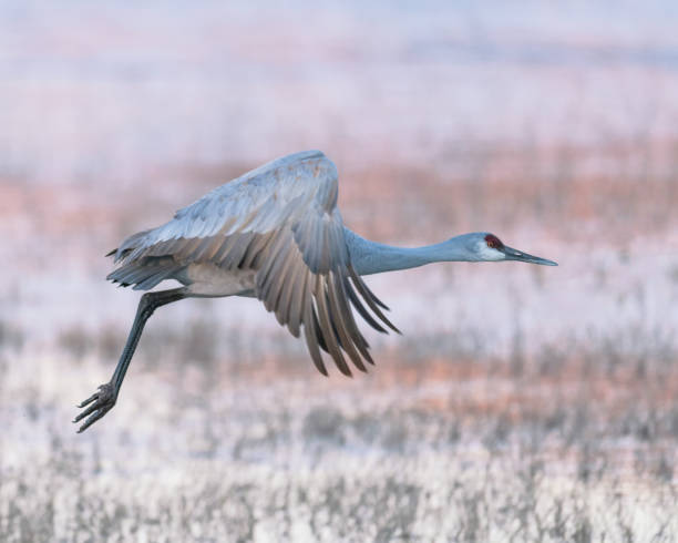 istock Sandhill crane in flight over marsh at sunrise 1197307959