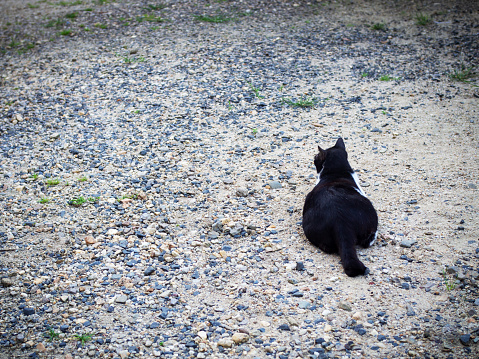 Black cat lay back to camera looking forward in front way. Cat waiting owner.