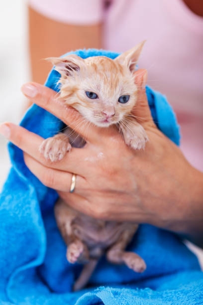 istock Woman hands gently dry wet kitten after bath 1197308205