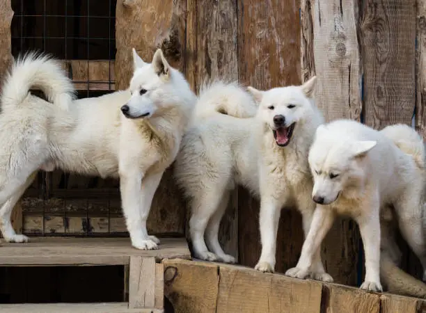 Group of white husky dogs standing in wooden kennel