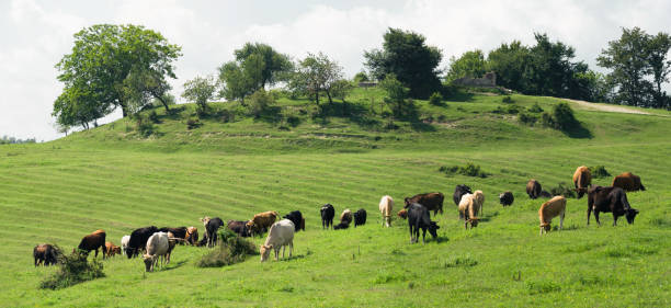 istock Pasture with grazing cows and calves 1197308341