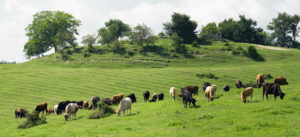 Panoramic view of pasture with grazing cows and calves