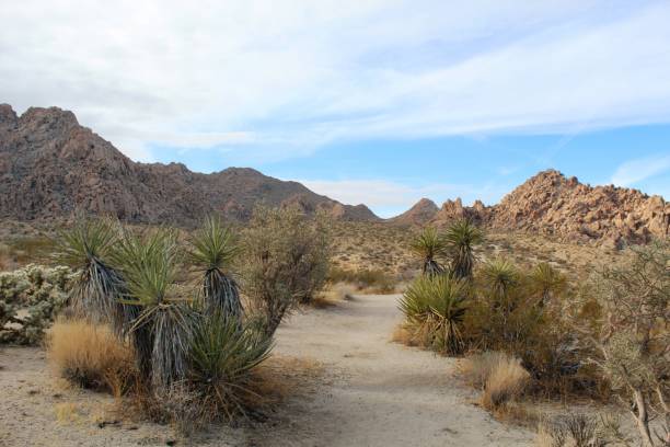 istock INDIAN COVE HIKE - JOSHUA TREE NP - 120619 C 1197309842