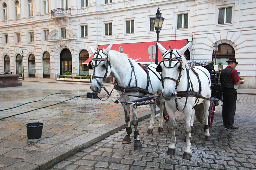 Vienna, Austria-June 21, 2013: Horse carriage driver waiting for customer.