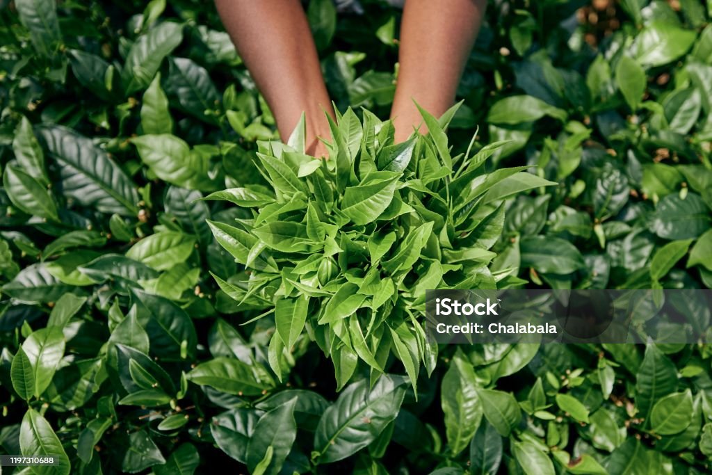 Harvest on tea plantation Worker on tea planation. Woman showing tea leaves in palm, Sri Lanka Dried Tea Leaves Stock Photo