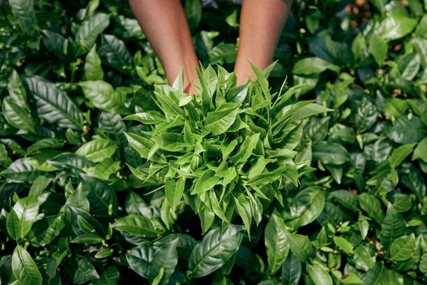 Harvest on tea plantation Worker on tea planation. Woman showing tea leaves in palm, Sri Lanka camellia sinensis photos stock pictures, royalty-free photos & images