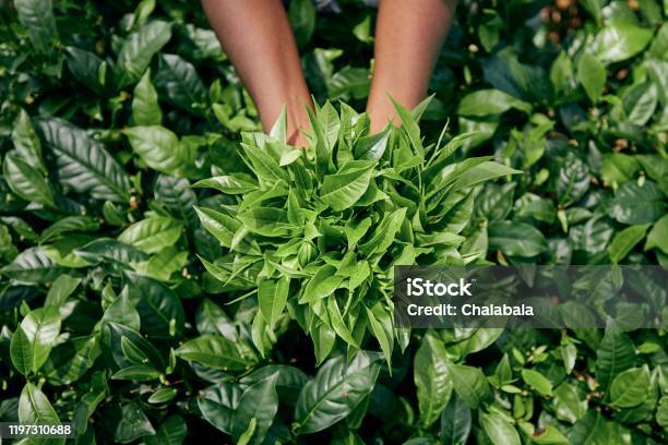 Harvest On Tea Plantation Stock Photo - Download Image Now - Dried Tea Leaves, Tea Crop, Camellia sinensis