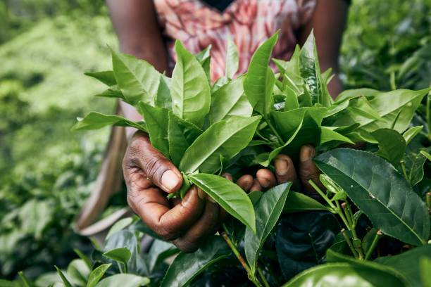 istock Harvest on tea plantation 1197310721